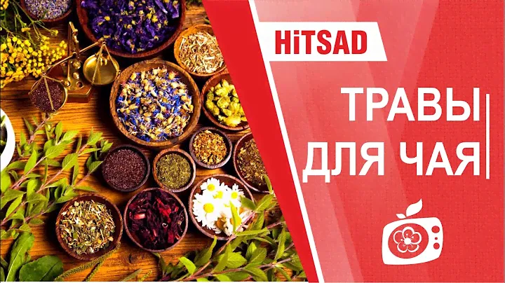 Сажаем полезные травы для чая на дачном участке HitsadTV