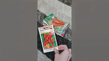Супер урожайный томат для открытого грунта и теплицы!