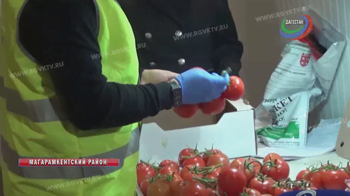 Свыше 80 тонн зараженных томатов из Азербайджана не допустили к ввозу в Россию