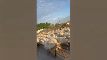 Перегон овец в бабаюртовском районе!