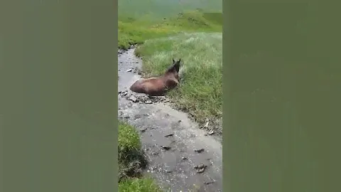 ДАГЕСТАН СЕГОДНЯ - БЕДНАЯ ЛОШАДЬ