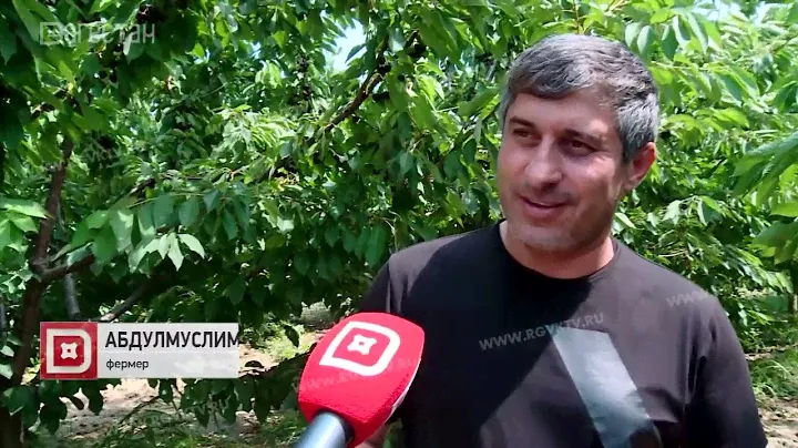 В Карабудахкентском районе ожидаемый урожай черешни  около  8 тысяч тонн