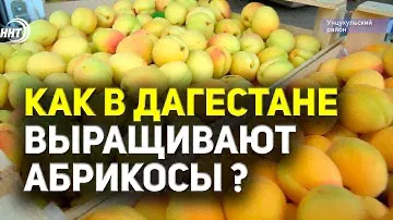 Как в Дагестане выращивают абрикосы ?