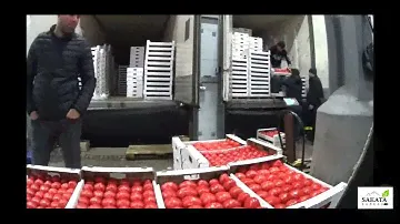 "ФУД СИТИ" продажа РОЗОВОГО ТОМАТА ИЗ ДАГЕСТАНА.