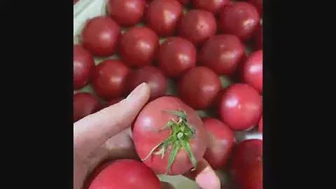 ПОМИДОРЫ 🍅 ДАГЕСТАНСКИЕ ОПТОМ ПРОДАЖИ ОТ BEST FRESH MARCHENKO ФРУКТЫ ОВОЩИ ФИНИКИ СУХОФРУКТЫ ОРЕХИ