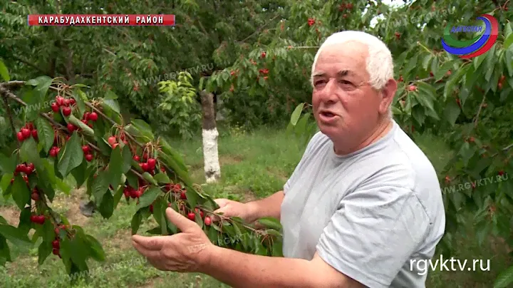 Ягодный бум. Садоводы Карабудахкентского района приступили к сбору ранней черешни