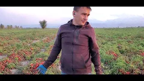 Сравнение томатов Надя и Талент 19.09.2020 г поле Бчк-7/1
