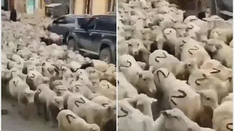 В Дагестане стадо овец с буквами Z на боку