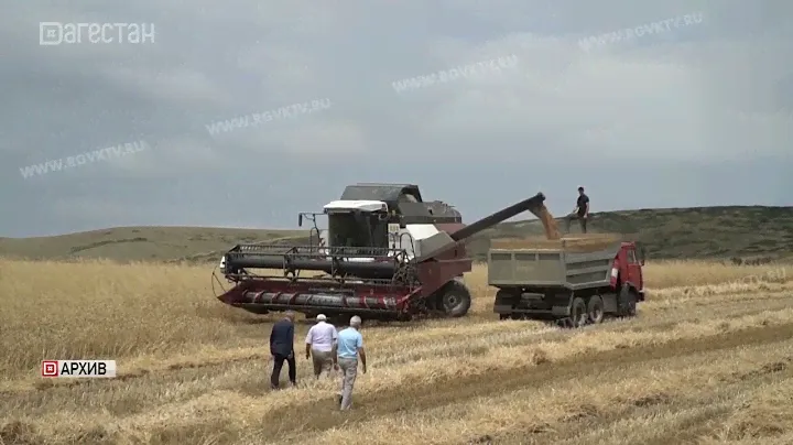 В этом году озимые в Дагестане посеют на площади 96 тыс. га