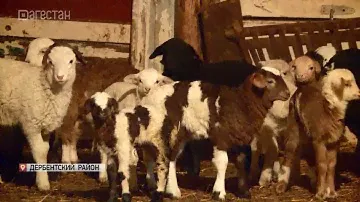 Ранний окот. В Южном Дагестане родились ягнята