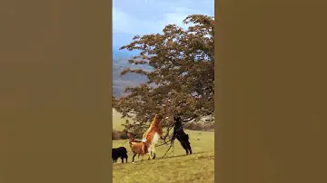 Красота 🔥 Дагестан 😍 Перегон овец на лестние пастбища