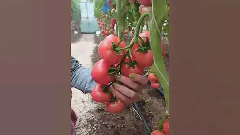 Очень вкусный розовый томат! Розовый носик F1