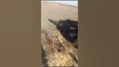 Фундук Трапезунд в Дагестане