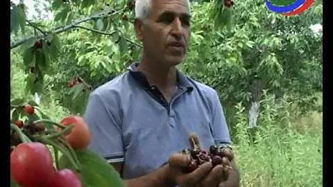 В Южном Дагестане в самом разгаре сбор черешни