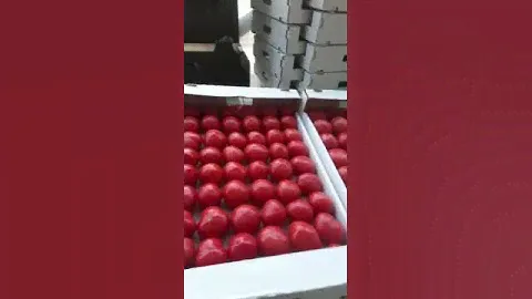 помидоры в Дагестане
