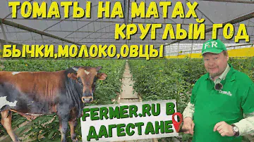100 тонн помидоров в год. 40 соток томатов. Тепличный бизнес в Дагестане. Мясной скот на откорме.