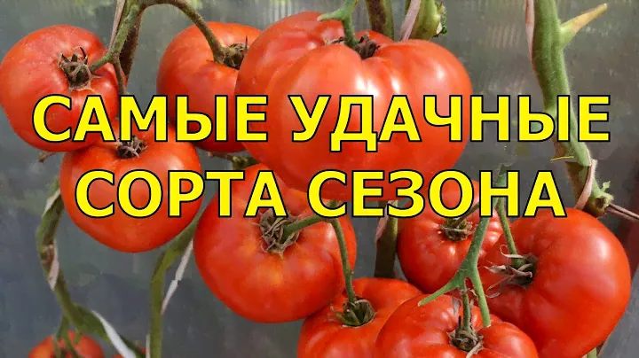 ТОМАТЫ - САМЫЕ УРОЖАЙНЫЕ И ВКУСНЫЕ В 2024 году