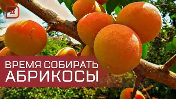 Аграрии Дагестана уже собрали более 14 тыс. тонн абрикосов