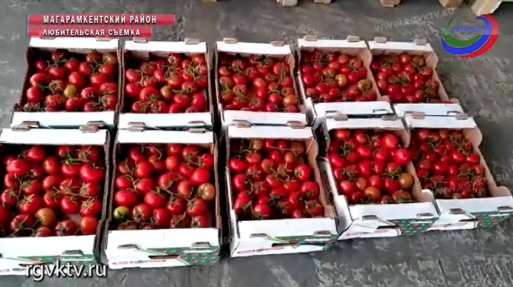 В Дагестан не пустили 15 тонн зараженных томатов