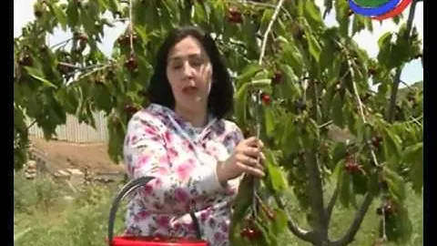 В садах Карабудахкентского района идет сбор черешни