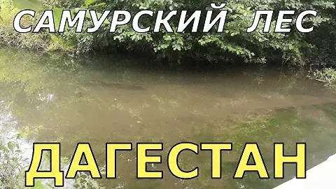 Рыбалка в САМУРСКОМ ЛЕСУ ДАГЕСТАНА.