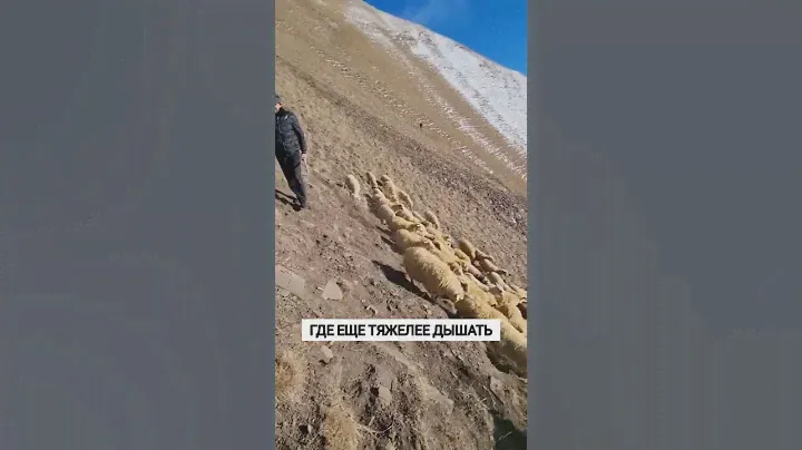 Как живет одинокий чабан в горах Дагестана?