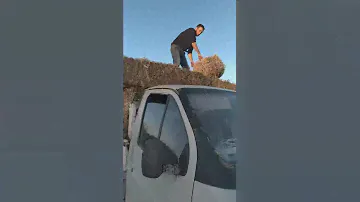 Грузим сено