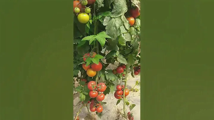 100% органически чистый помидор 🍅 сорт Дафнис Иран 🇮🇷 оптом ЮгИмпорт Краснодар Марченко Кущевская