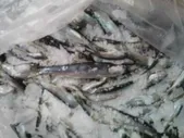 Продам: продаем сельдь беломорская с/м и г/к в Махачкале и Республике Дагестан