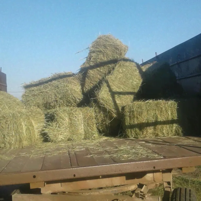 сено в тюках Дагестан-0
