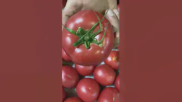 ОВОЩИ ОТ МАРЧЕНКО +79284244490 ПОМИДОР 🍅 ДАГЕСТАН УЗБЕКТСТАН АДЫГЕЯ ООО ЮГИМПОРТ РОСТОВ КРАСНОДАР