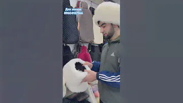 Папахи #казачьяпапаха#казачьипесни #папаха#кавказ#дагестан