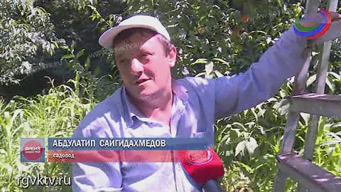 В Гумбетовском районе Дагестана собирают урожай персиков