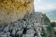 Загон Огромного Стада Баранов И Овец В Дагестан — стоковые фотографии и другие картинки Овца - Копытное животное - Овца - Копытное животное, Отара овец, Стадо