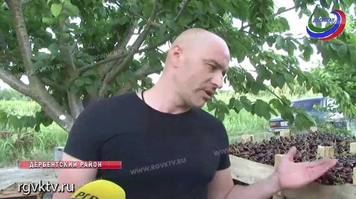 Черешня все лето