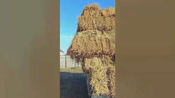 Сено. Цены на сено с/х рынок г. Махачкалы