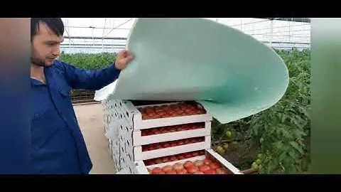 Огромный Теплица Помидор 🍅В Дагестане. 20.04.2020 год.