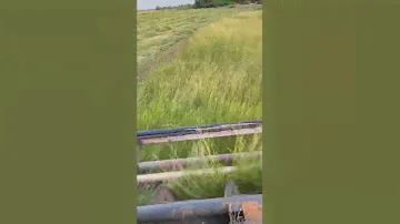 Сенокос в Дагестане!