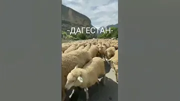 📍Туры в Дагестан⛰️ 👉/t.me/Individualnyi_tyr888👈 #туры #отдых #туризм #дагестан #путишествие