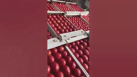 Помидоры оптом КБР